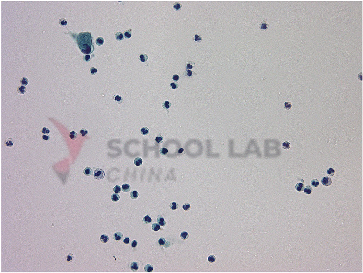 Prepared Microscope Slide - Human Blood